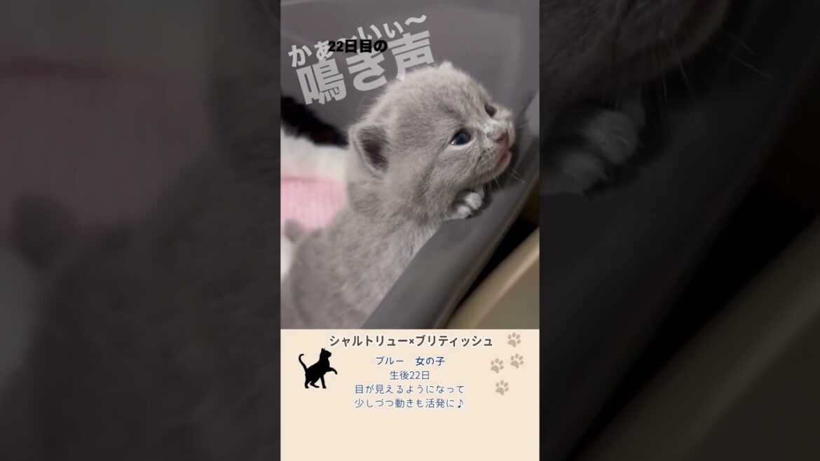 ママ猫を呼ぶ【可愛い鳴き声】 #ブリティッシュショートヘア #シャルトリュー #猫のいる暮らし