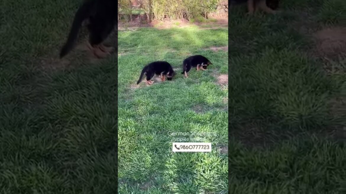 German Shepherd Puppies Available #germanshepheard #doublecoat #singlecoat#longhair#triplecoat#pups
