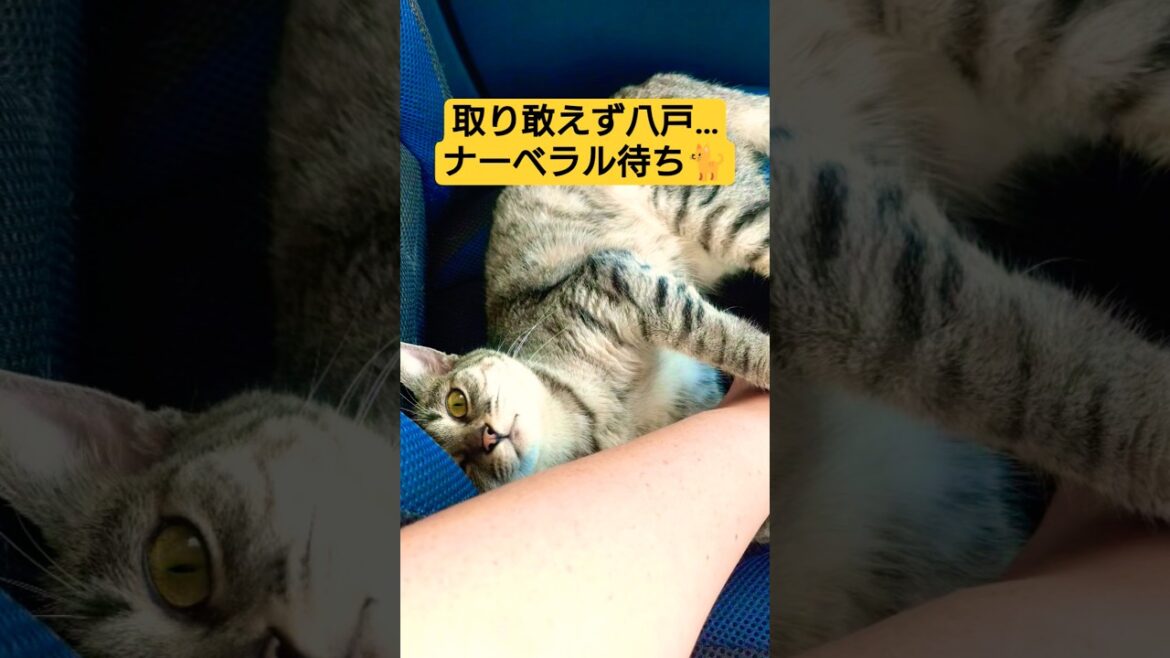 スフィンクス軍三姉妹２度目の八戸北伐上陸戦を行った動画#cat #ねこ #猫のいる暮らし #八戸市