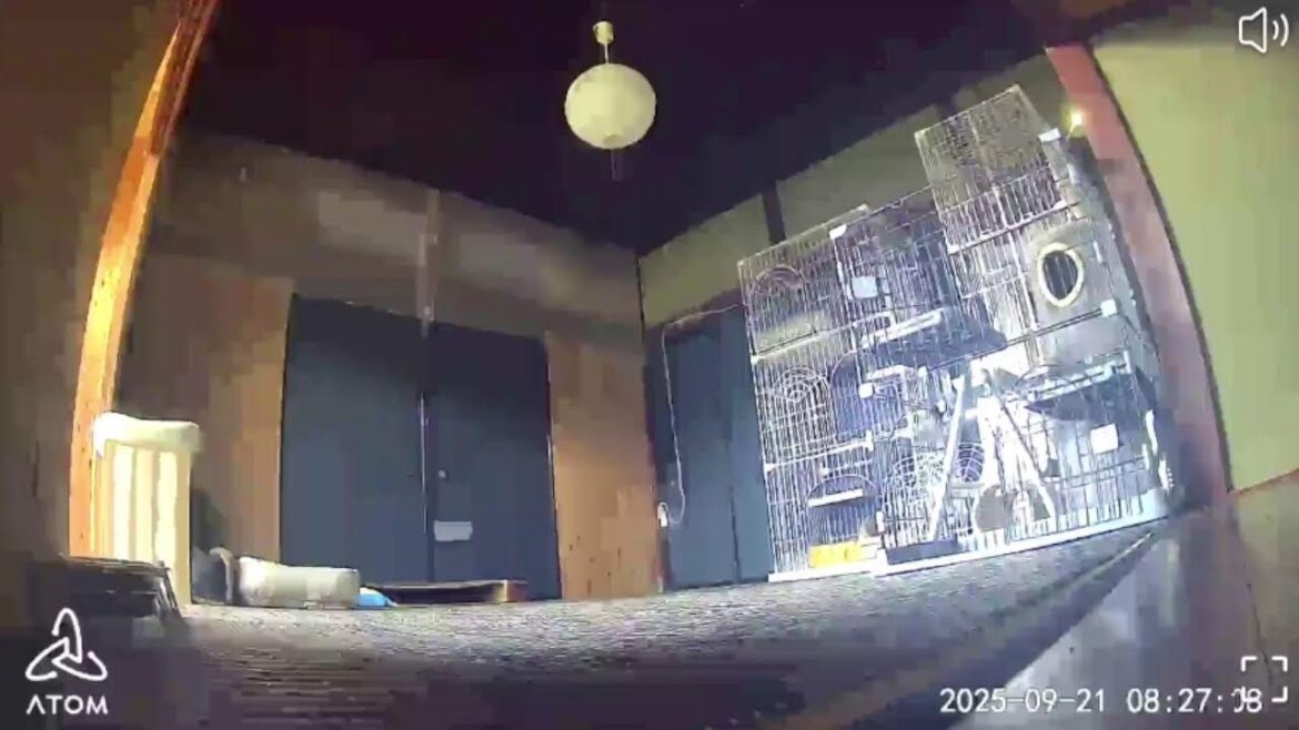 【 cat 】【 toyama 】( 古民家 ) 保護猫部屋 LIVE　(それぞれ好きな所で寝て、家庭同様にオヤツも食べ、21時過ぎには主照明を消す、猫達にストレス無いシェルターを心がけています。)