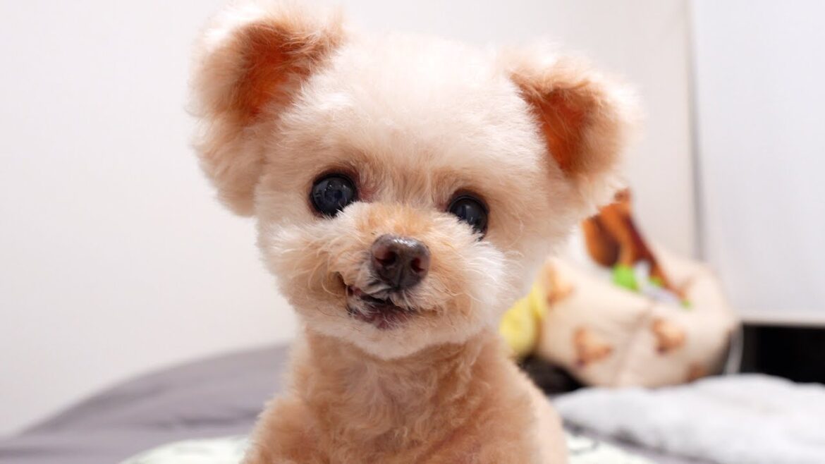 【LIVE】明日もお休みでした♪【トイプードル】