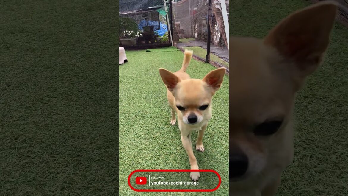 スムースコートチワワ 呼んだら来てくれる幸せ #Shorts #dog