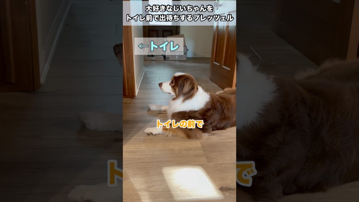 じいちゃんを出待ちする大型犬に悲劇発生#オーストラリアンシェパード#かわいい犬  #癒し