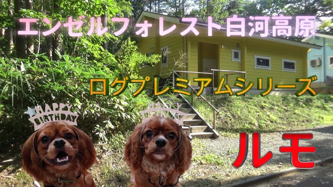 エンゼルフォレスト白河高原 ルモ(キャバリアが行く) エンゼルフォレスト白河高原 ルモ(キャバリアが行く)