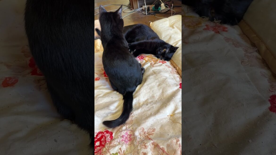 黒猫の子ネコ黒夢、シャムの子ネコ雫と、じゃれたかったが、拒否されたので、黒猫くーに変更したが、手抜きの、じゃれ方されて