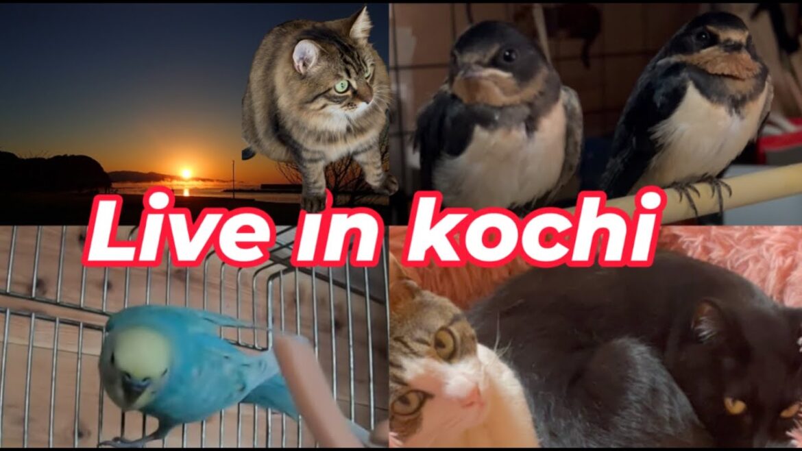 【南海トラフ）残暑と猛獣🐈猫部屋🐈　太平洋ライブカメラ　地域猫ご飯場＆セキセイインコ🐦波の音🌊　野鳥観察　kochi japan【土佐】