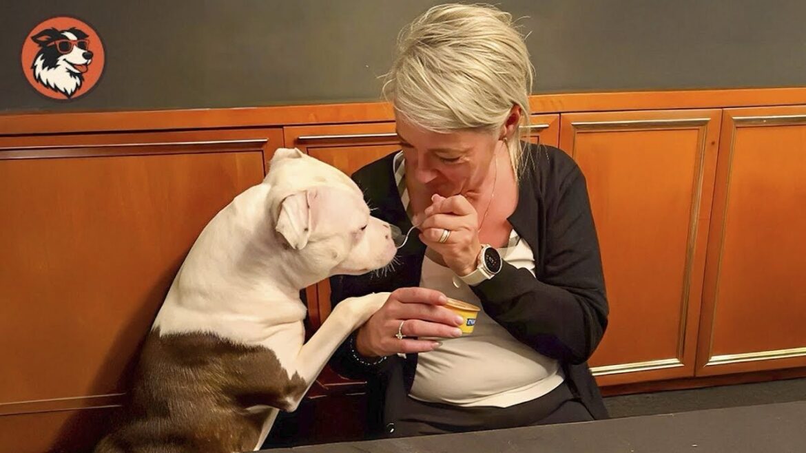 80ポンドのスタッフォードシャーブルテリアが、犬嫌いの女性を大ファンに変える