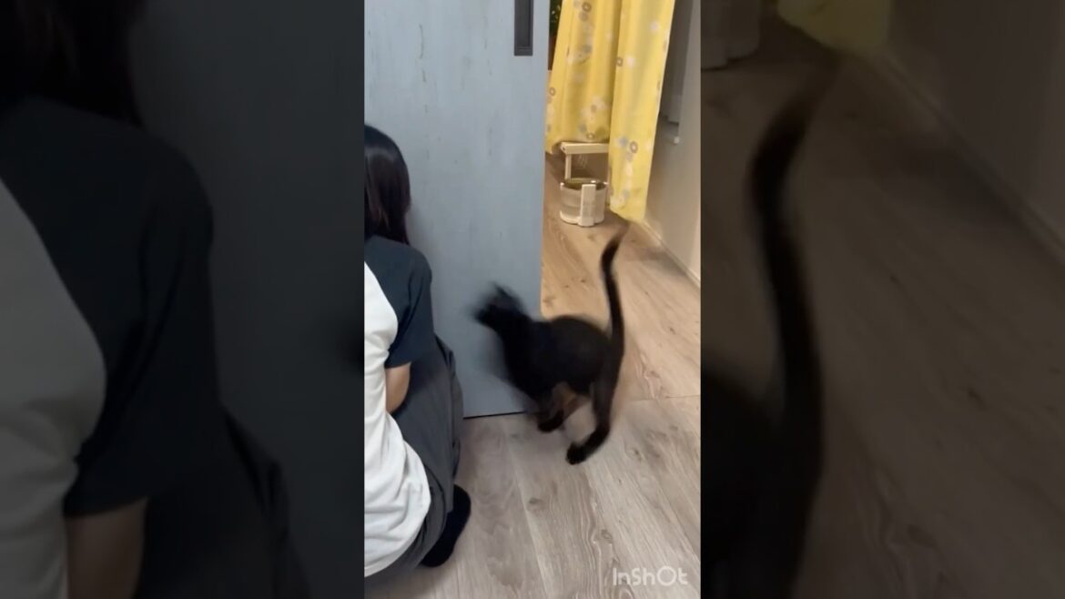 黒猫とかくれんぼ　#ボンベイ #子猫 #cat #bombay #猫のいる暮らし #猫のいる生活 #ねこ #ねこ動画 #猫好きさんと繋がりたい #かわいい #癒やし