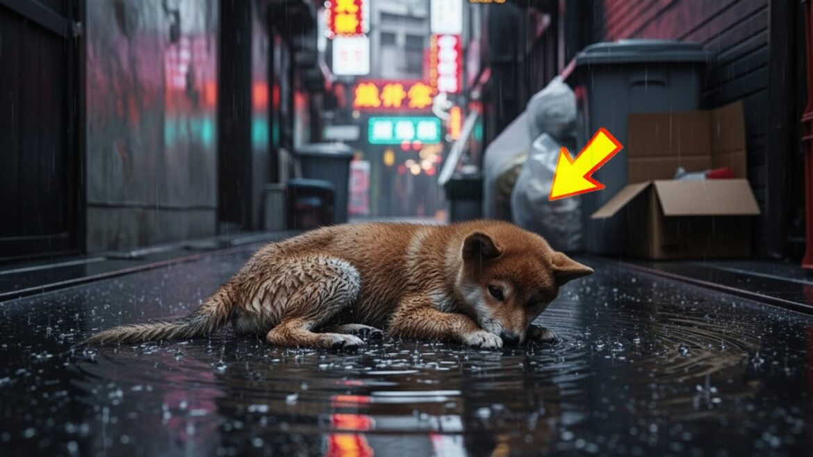 雨の夜中に若いアーティストに救助された秋田犬は、皆を驚かせる行動を起こした