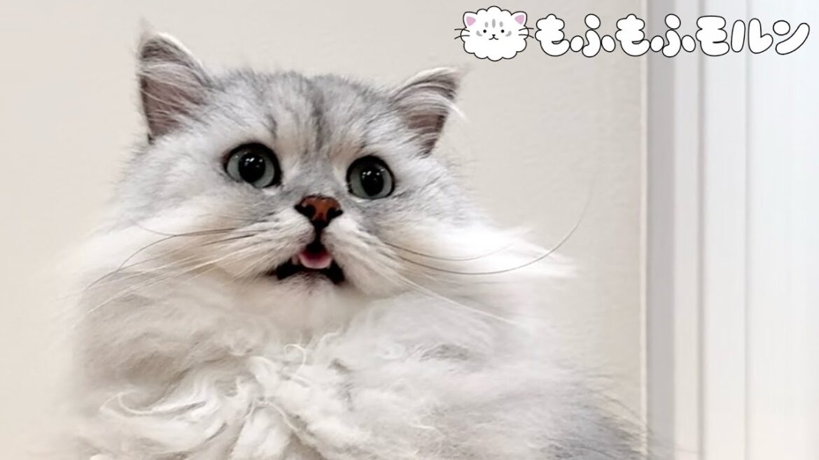 猫のブラッシング中に起こるハプニング 【サイベリアン】