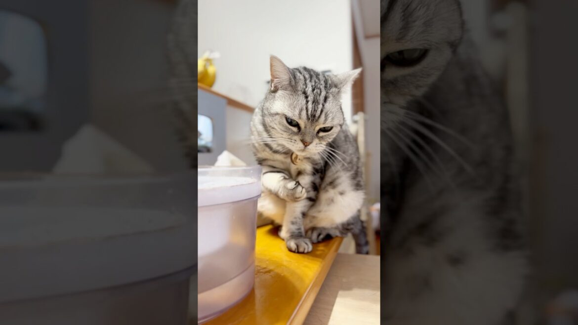 アメリカンショートヘアがお好きでしょ？ #猫 #shorts