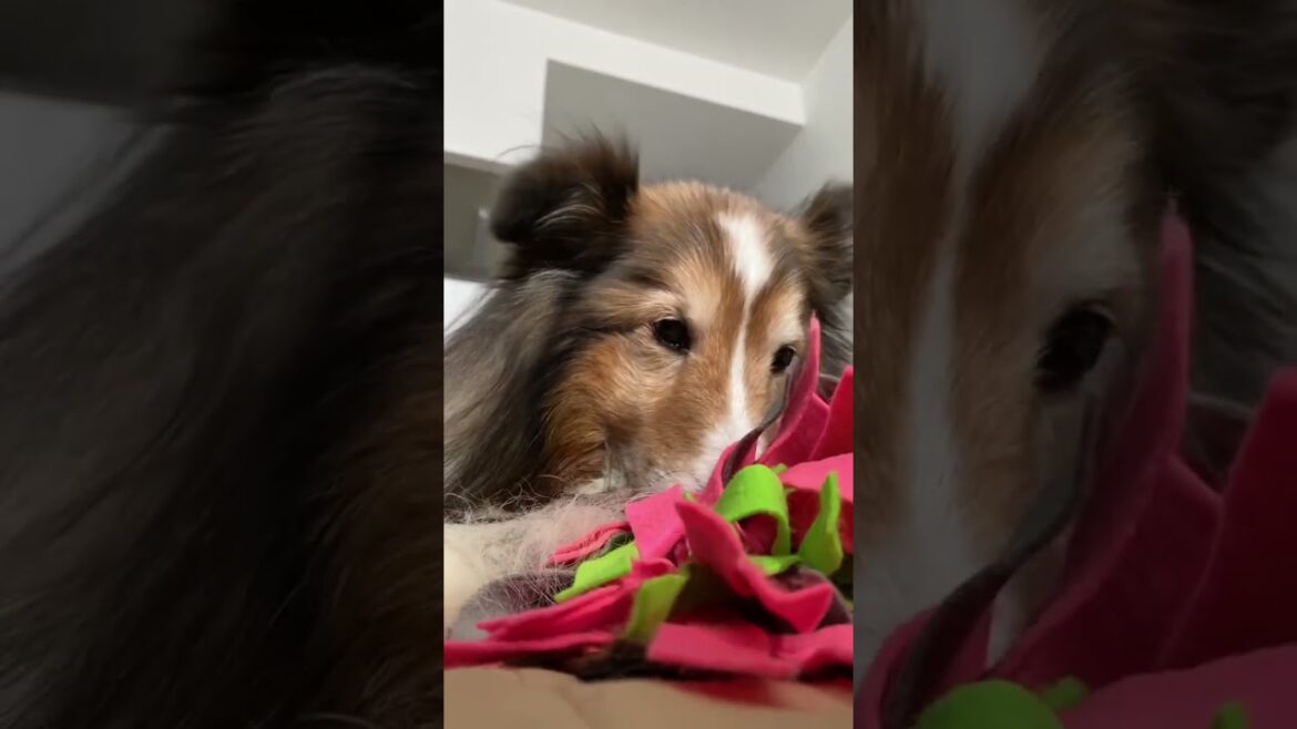 ノーズワークで頭の体操だよ😆 《シェルティ》 ノーズワークで頭の体操だよ😆 《シェルティ》