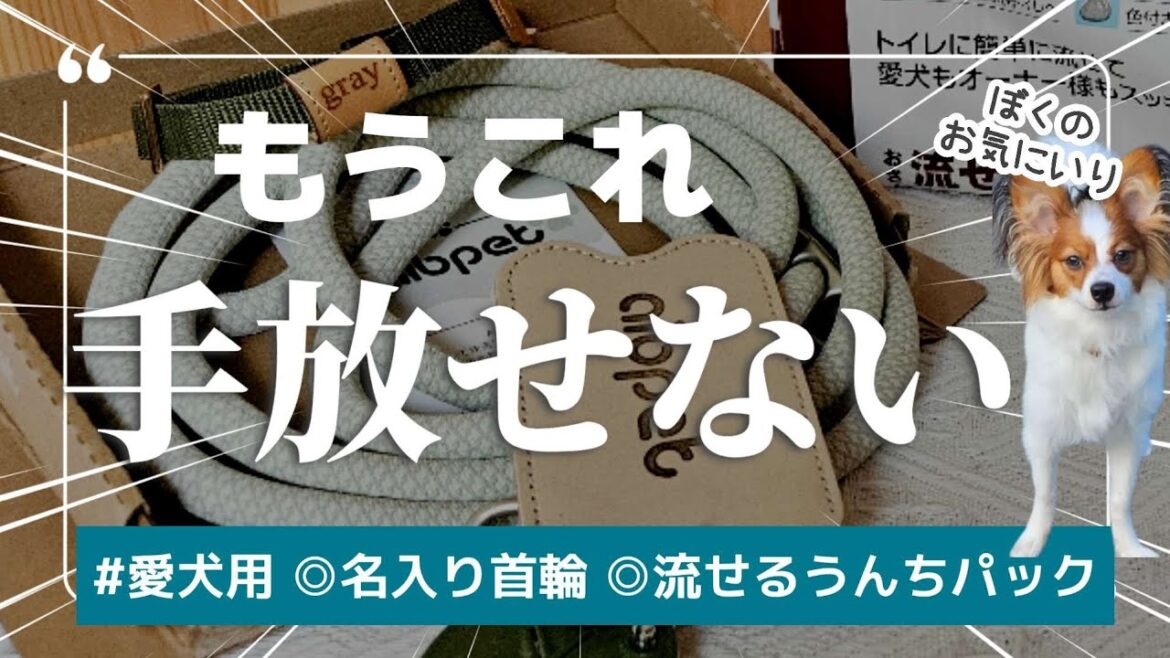 【🐶愛犬用】快適散歩アイテムみつけた！Cute首輪にリード·犬用エチケットパック