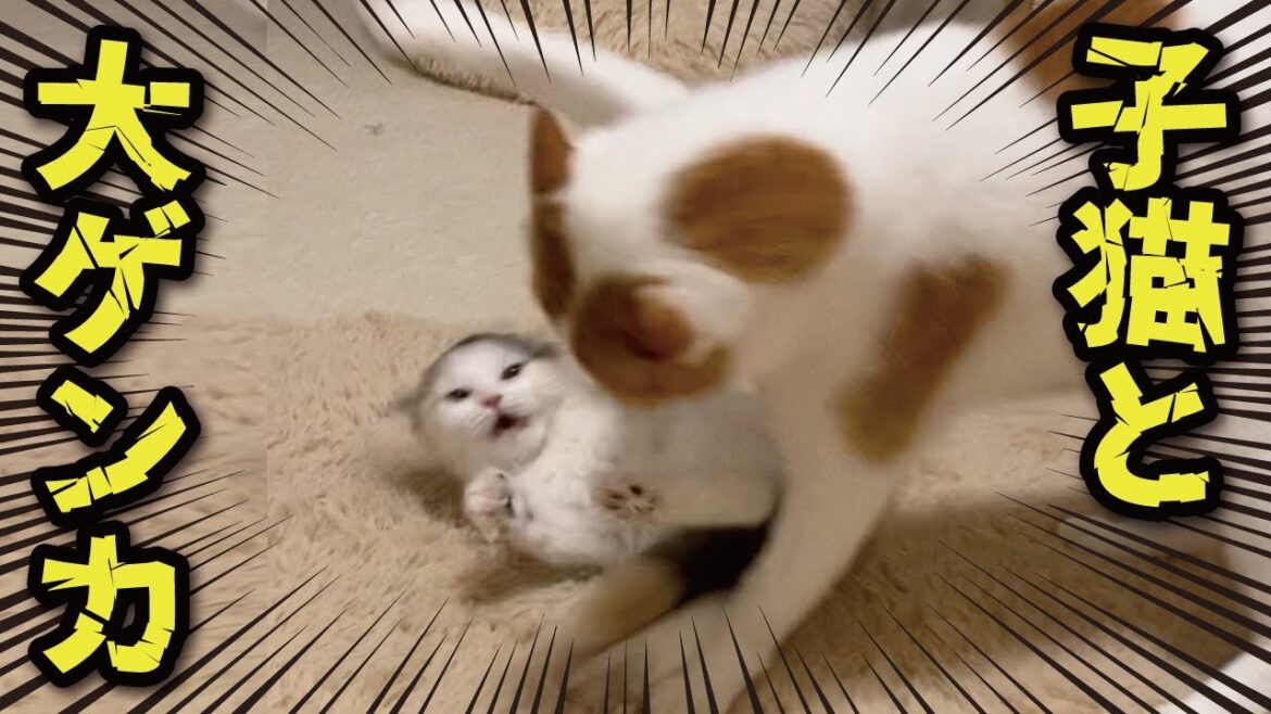 【大爆笑】生後３ヶ月の子猫の必死すぎるケンカがクセ強すぎ！！！！！！！！！！【関西弁でしゃべる猫】【猫アテレコ】