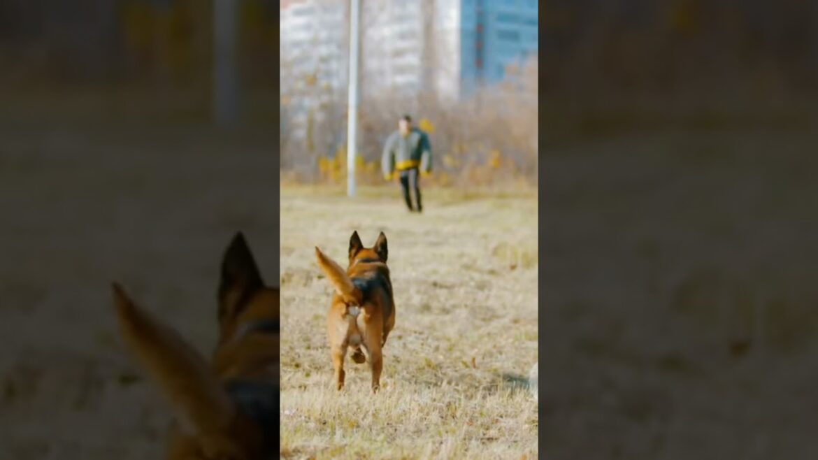 エリートドッグトレーナーの秘密のテクニック エリートドッグトレーナーの秘密のテクニック