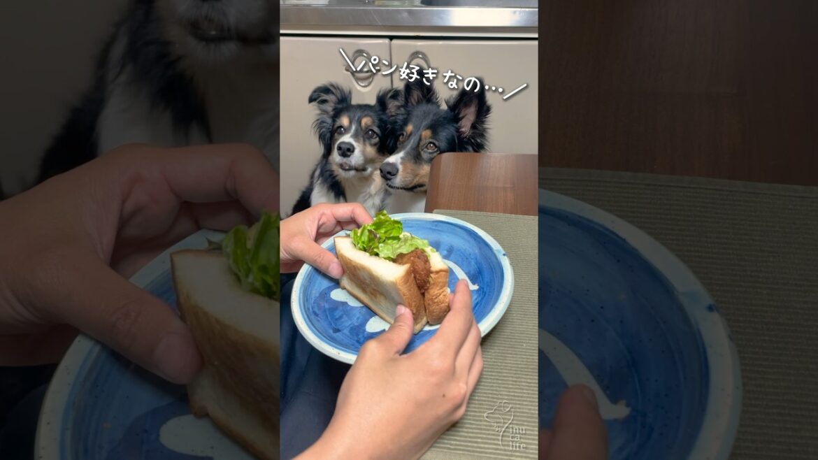 ママの食べるパンが欲しいボーダーコリーとオゥシー #ボーダーコリー #オーストラリアンシェパード #dog ママの食べるパンが欲しいボーダーコリーとオゥシー #ボーダーコリー #オーストラリアンシェパード #dog