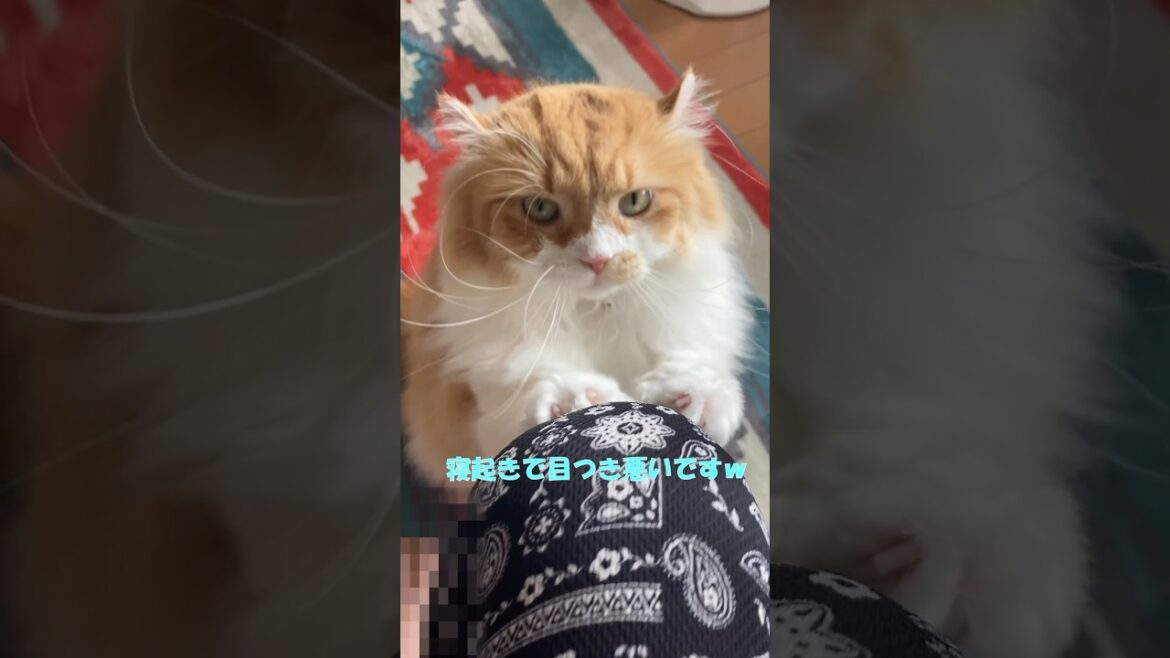 寝起きの猫  #cat #猫のいる暮らし #アメリカンカール