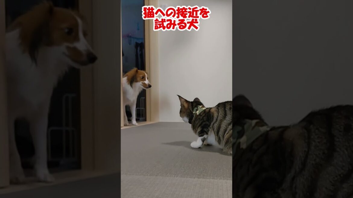 猫への接近を試みる犬 #保護猫 #コーイケルホンディエ