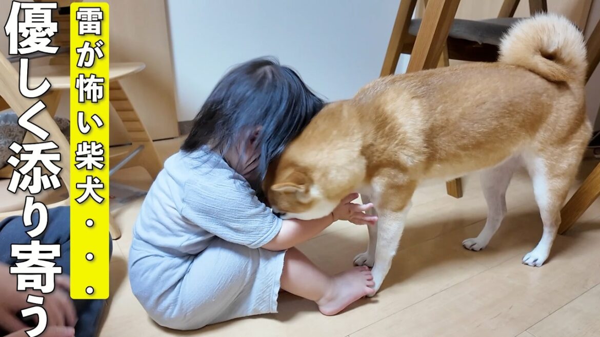 雷が鳴り始め震えが止まらない柴犬に優しく寄り添う2歳児が可愛過ぎましたw 雷が鳴り始め震えが止まらない柴犬に優しく寄り添う2歳児が可愛過ぎましたw