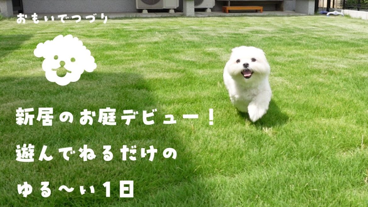 新居のお庭デビュー！遊んでねるだけのゆる～い1日【マルチーズ×ペキニーズ】