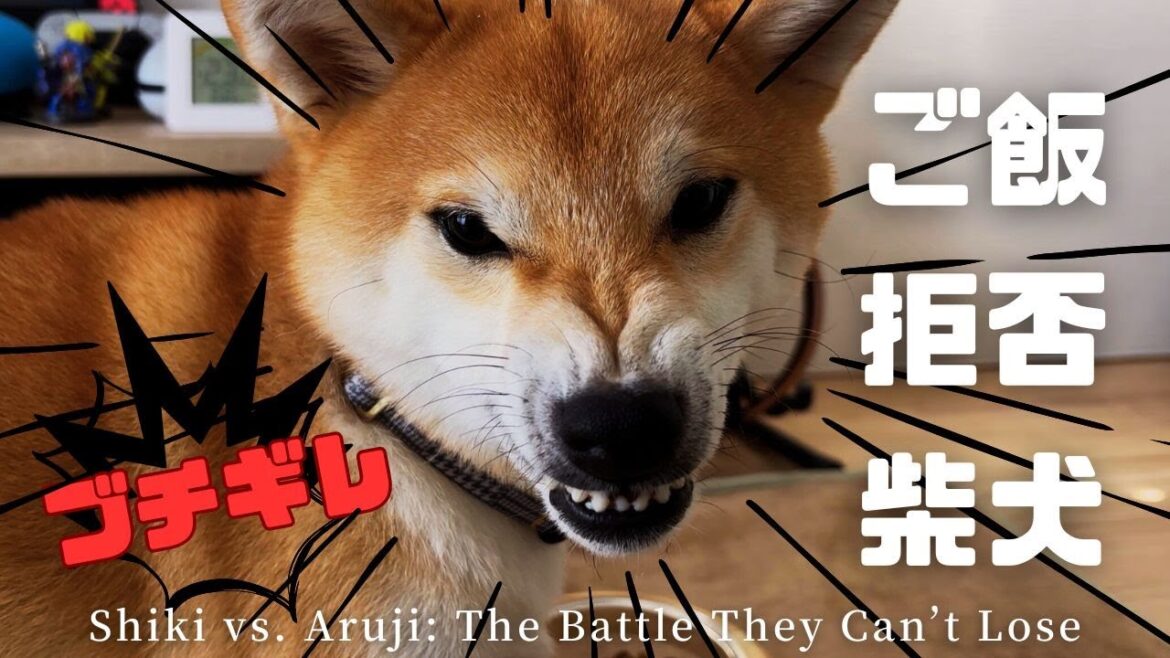 【柴犬】ご飯キャンセル界隈の犬⁉︎怒りながらも食べる姿が可愛すぎた