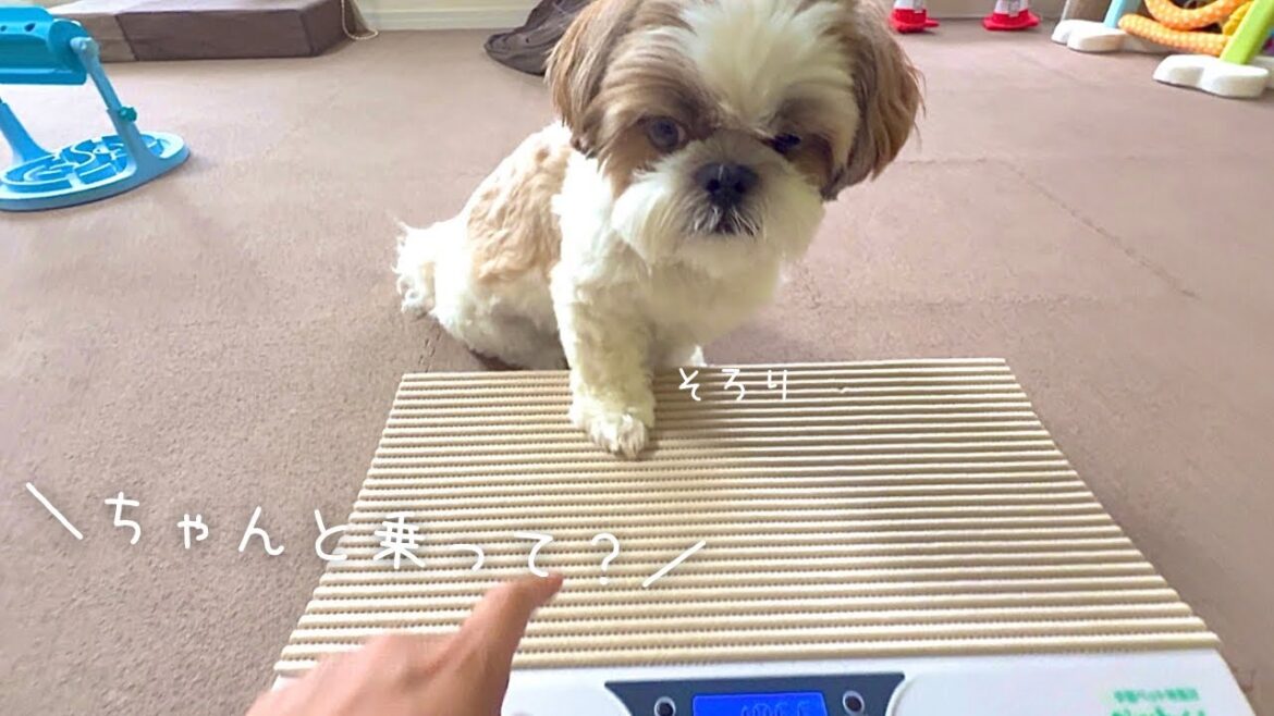 【シーズー】太った自覚あったの？w w w【犬Vlog】