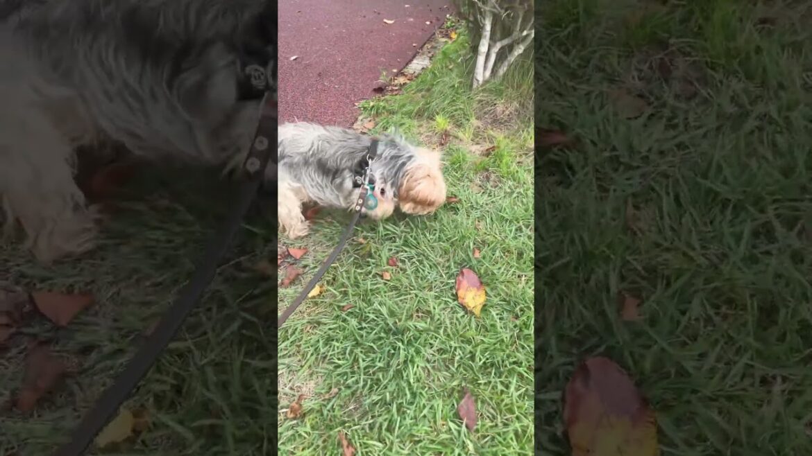 公園を散歩するヨーキー￼#ヨークシャーテリア
