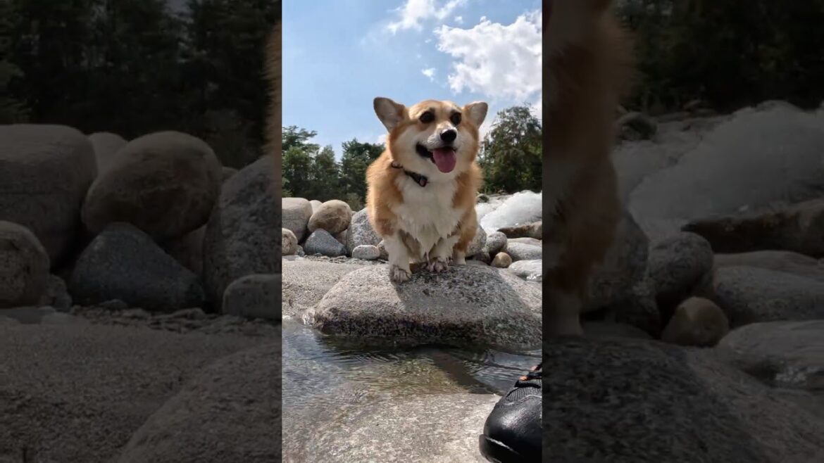 水辺をついてくるコーギー / A corgi following along the water's edge. #コーギー #corgi