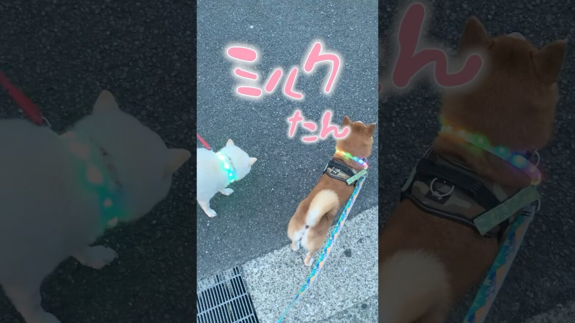 柴犬こむぎ最高の１日 #柴犬 #三浦半島