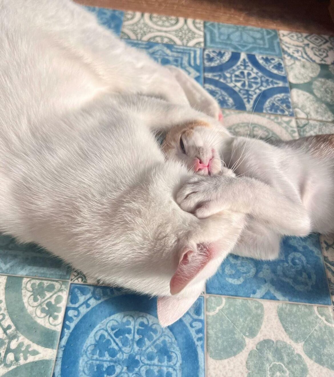 先輩猫に毛づくろいされる子猫がコッソリいたずら　まさかの展開に笑ってしまう 「あにゃー！って言ってる（笑）」とホッコリ | LIMO | くらしとお金の経済メディア