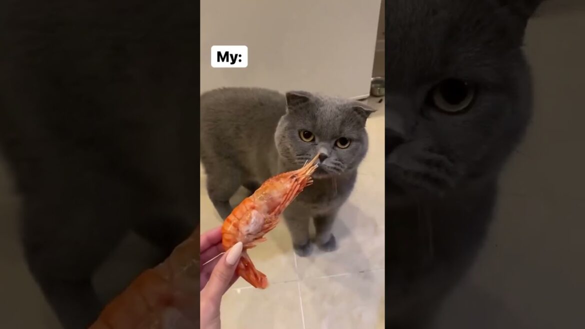My kitty vs your kitty 🐈😺 very funny 😂😂 #funny #shorts