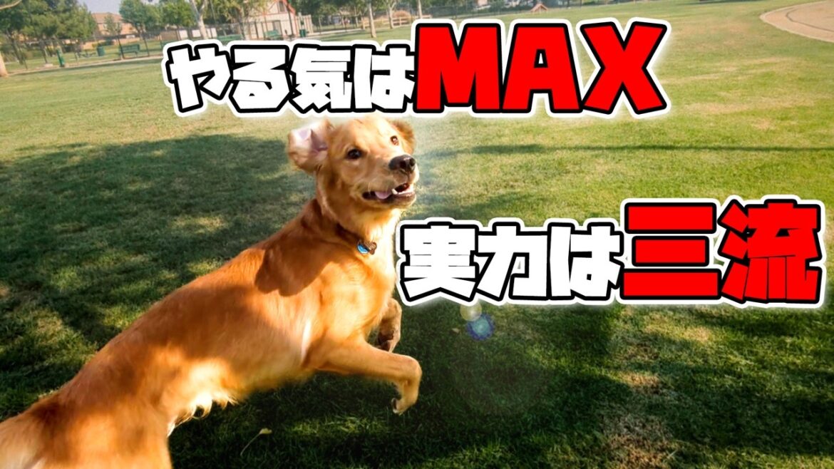 【何か違う】公園でゴールデンレトリバーと遊んでみた結果が面白すぎる！
