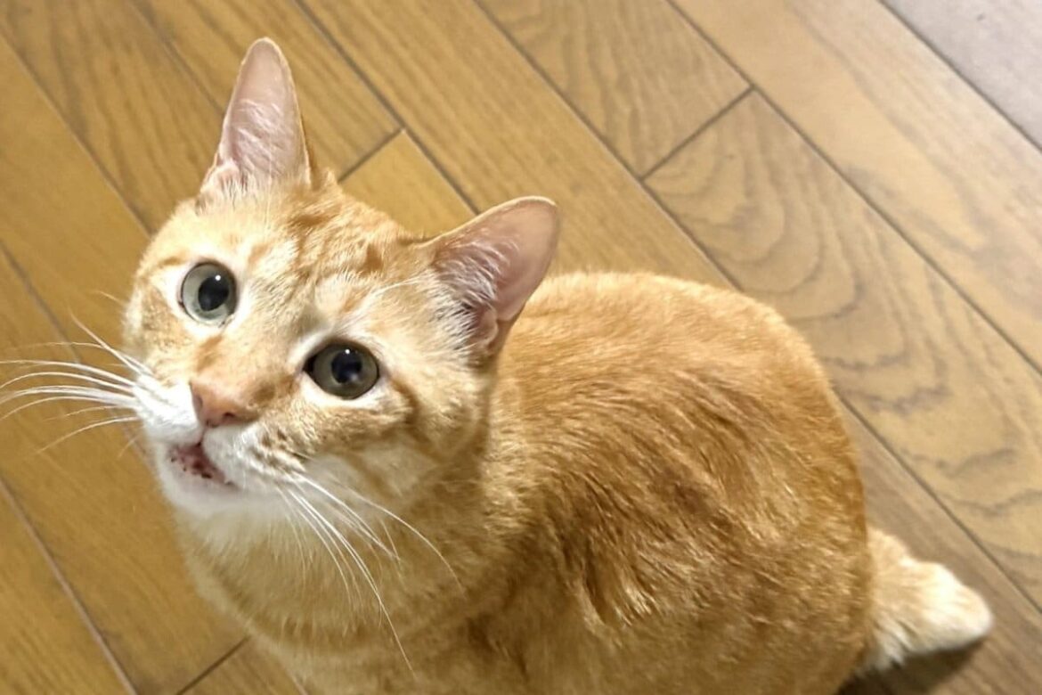 【元保護猫】遊んでほしい猫ちゃんの行動に注目　飼い主への上目遣いがかわいすぎる 哀愁漂う表情にクスっ | LIMO | くらしとお金の経済メディア