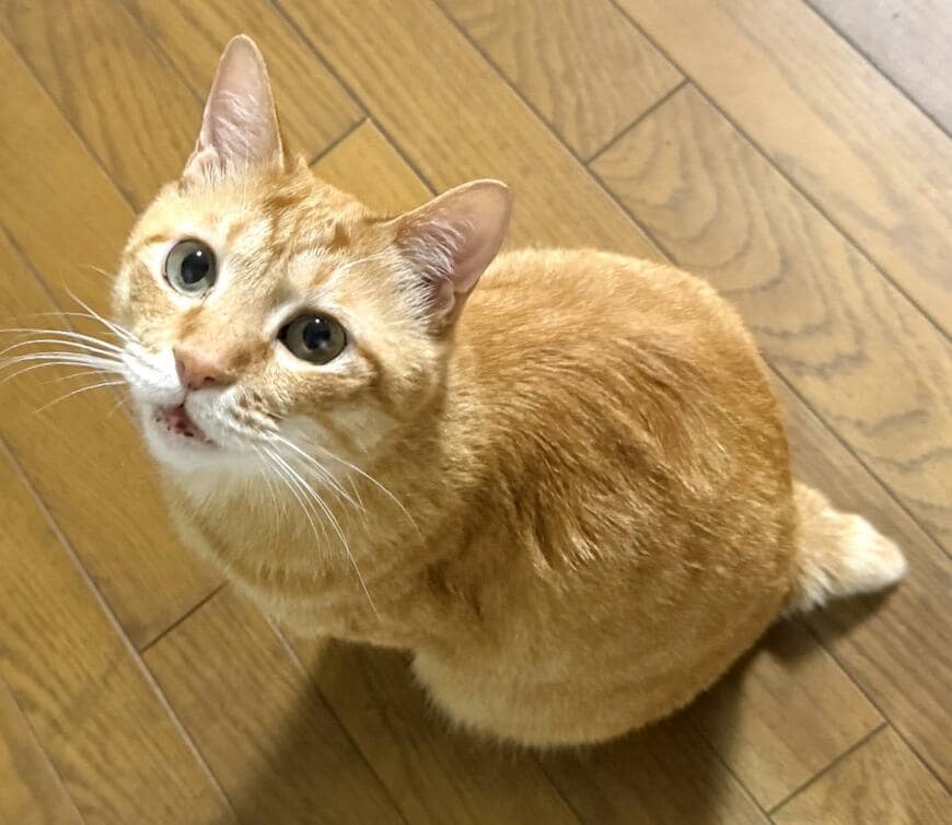 投稿の画像