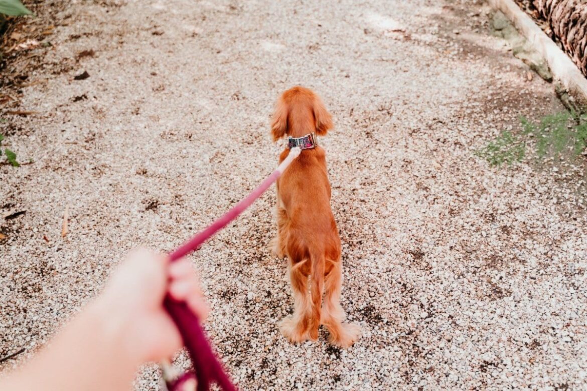 何も考えずに選んだ服　愛犬との散歩中に起きた「まさかの展開」に10万いいね | LIMO | くらしとお金の経済メディア