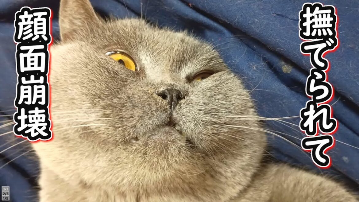 【保護猫】気持ちよすぎて顔面が崩壊した猫【ブリティッシュショートヘア】