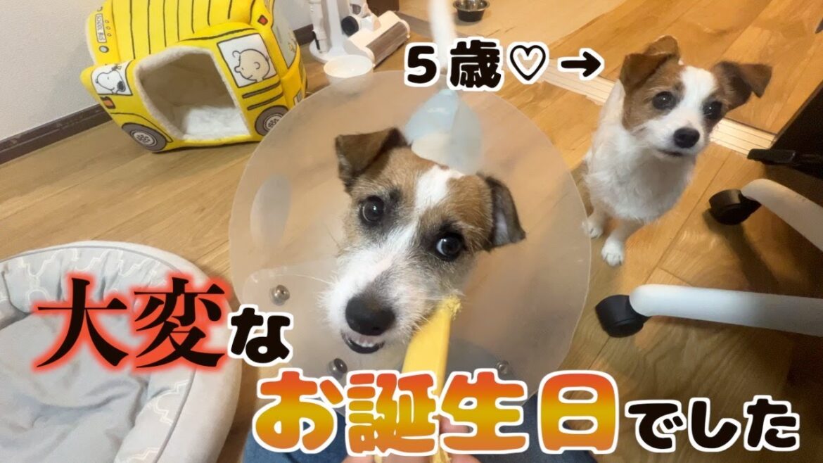腸閉塞・誤飲・手術・入院で大変なお誕生日でした‥/腸炎/リンパ腫/ジャックラッセルテリア