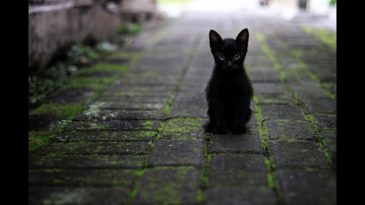 なぜか猫を見ているだけでほのぼのするんです！ #癒し #猫  #動物 #animals #animal #猫動画  #aianimals #かわいい動物 #可愛い動物 #かわいい #可愛い猫