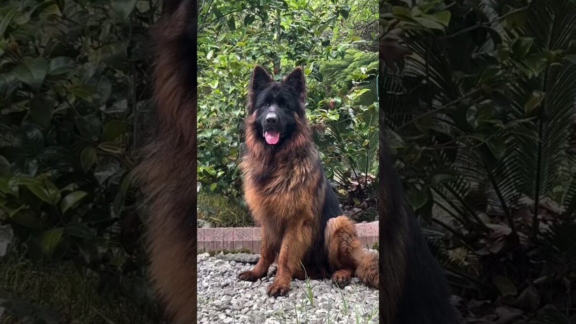Long coat german shepherd dog #germanshepherd #gsd