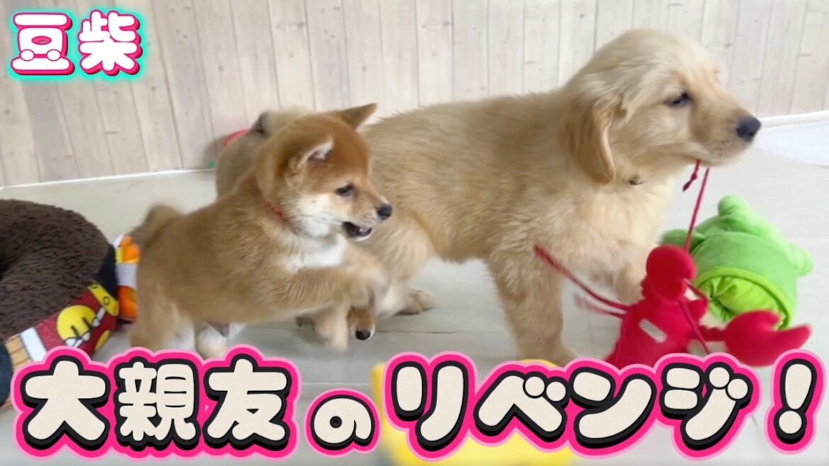 【豆柴犬】幼馴染のゴルと柴、いつもの場所でもう一度再会したら前回と反応が違い過ぎました！【子犬と癒し】まめしば亭ブログvlog