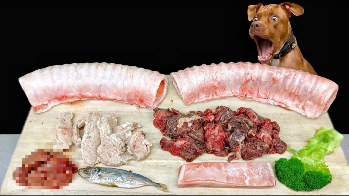 ボリボリ食べるピットブルの咀嚼音がクセになる!犬のごはん