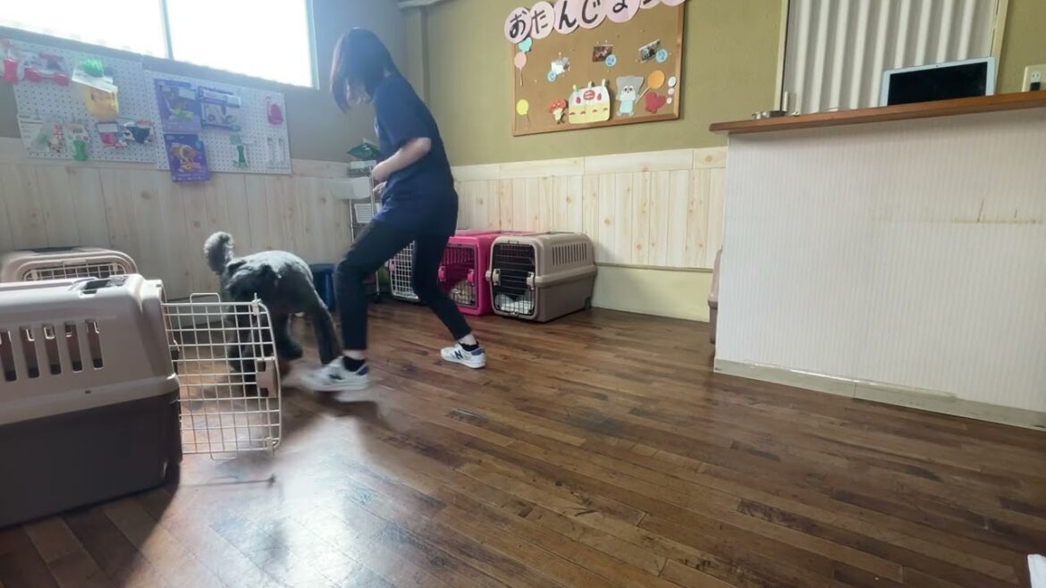 ケリーブルーテリアの”マーフィーくん”と”まて”と”ハウス”のステップアップに挑戦！