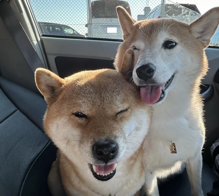 image.jpeg