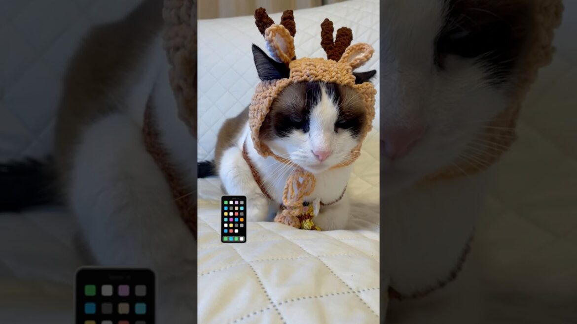 世界陸上を観て思いついちゃったスノーシュー猫 #ラバーガールショートコント #猫のいる暮らし