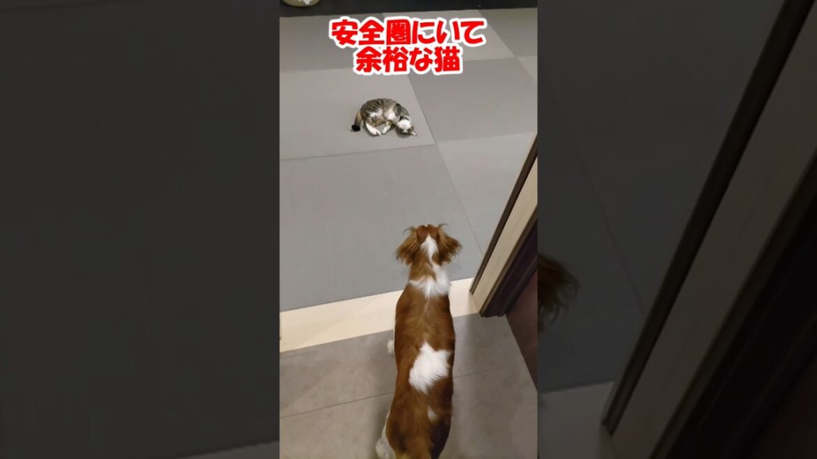 安全圏にいて余裕な猫 #保護猫 #コーイケルホンディエ