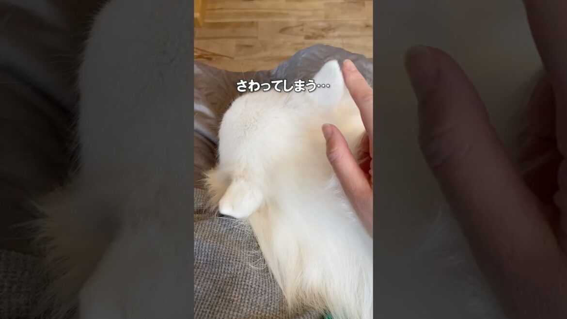 ダメだと言われても触ってしまう日本スピッツのお耳　#日本スピッツ #中型犬 #shorts