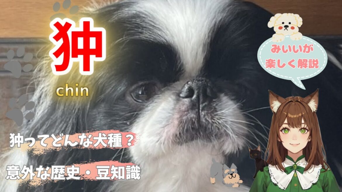 【狆‐チン‐】ってこんな性格なんです。そして意外な歴史や豆知識に、飼い方のポイントまで、狆をまるごと解説！狆との最高の暮らし方を「みいい」がおもしろ楽しく解説します♪ #狆 #犬の動画 #わんこラボ
