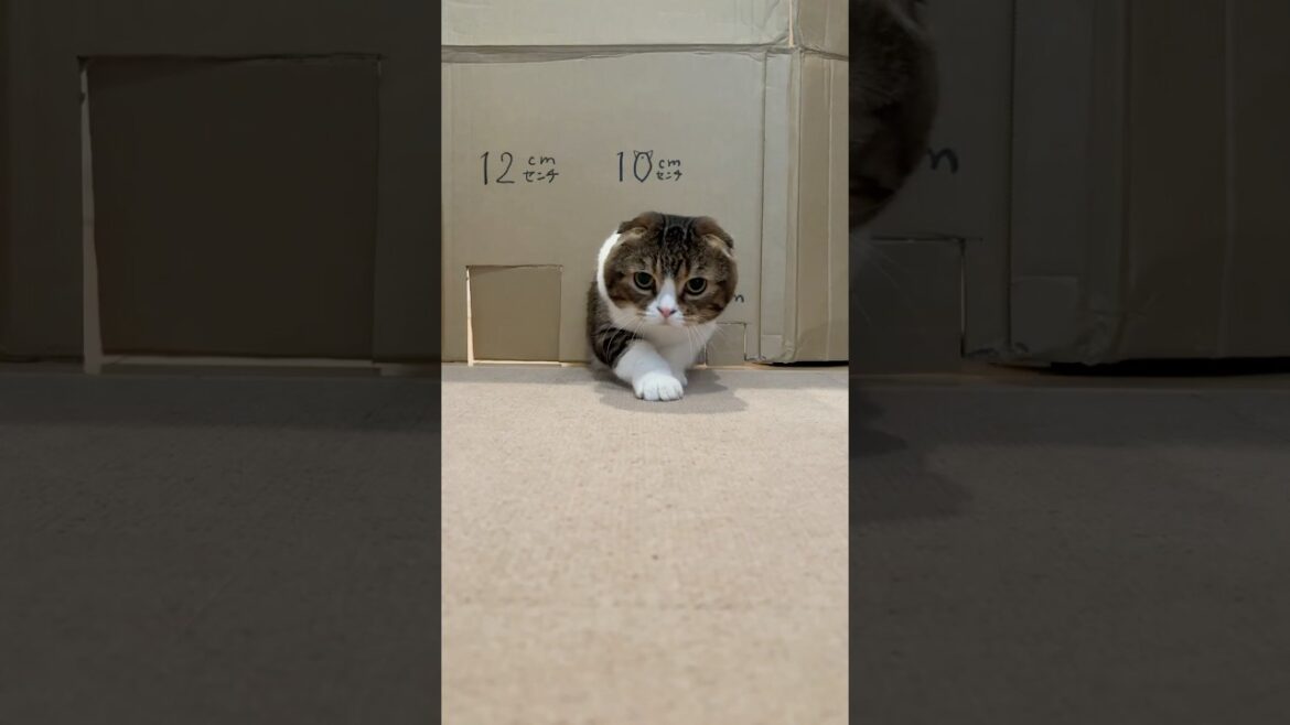 ぽこ太郎選手の挑戦に密着！ #ぽこ太郎   #スコティッシュフォールド #猫のいる暮らし #愛猫 #kitten #catvideos #catlovers #予想外の展開  #正解