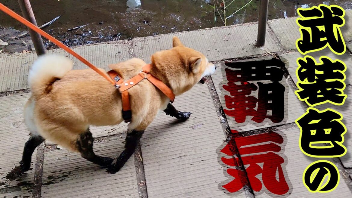 ヤンチャが過ぎる柴犬女子。武装色の覇気をまとい周囲を怖がらせる