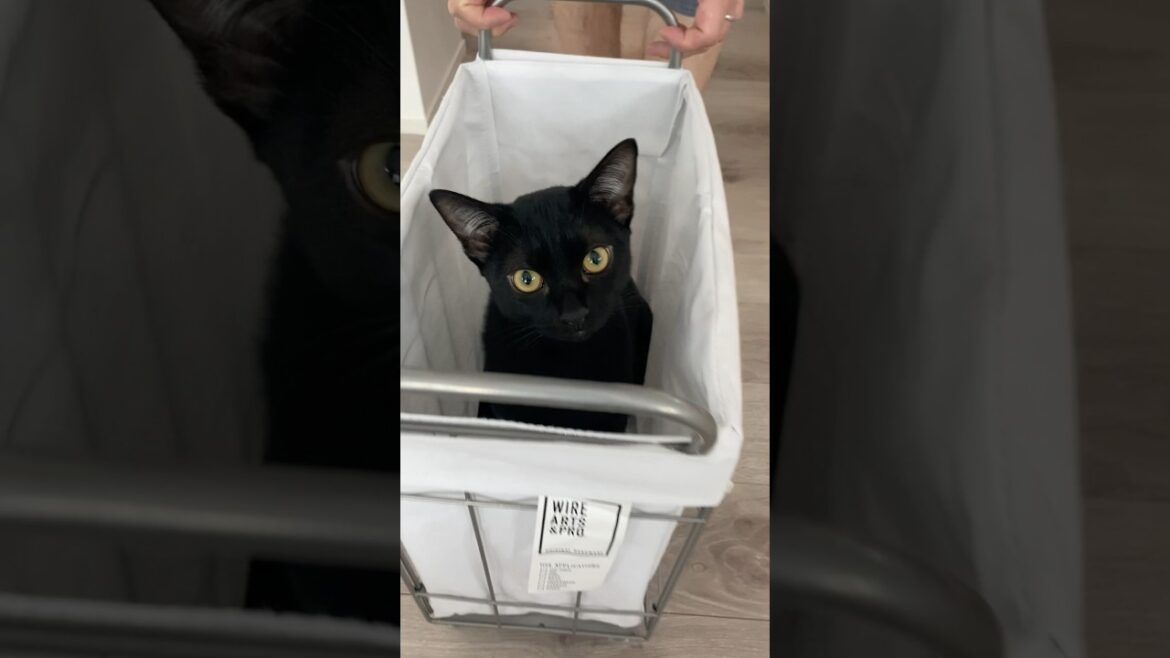 運ばれる黒猫　#ボンベイ #子猫 #ねこ #cat #bombay #猫のいる暮らし #猫のいる生活 #ねこ動画 #猫好きさんと繋がりたい #かわいい #癒やし